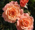 Роза Bordure Abricot (Бордюр Абрико) — фото 4