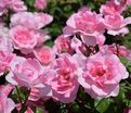 Роза Bordure Rose (Бордюр Роз) — фото 2