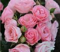 Роза Bouquet de Mariee (Буке де Мари) — фото 2