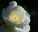 Роза Centenaire de Lourdes Blanc (Сантенэр де Лурд белая) — фото 2