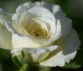 Роза Centenaire de Lourdes Blanc (Сантенэр де Лурд белая) — фото 3