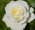 Роза Centenaire de Lourdes Blanc (Сантенэр де Лурд белая) — фото 4