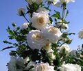 Роза Centenaire de Lourdes Blanc (Сантенэр де Лурд белая) — фото 5