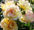 Роза Centenaire de Lourdes Jaune (Сантенэр де Лурд жёлтая) — фото 2