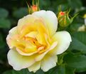 Роза Centenaire de Lourdes Jaune (Сантенэр де Лурд жёлтая) — фото 4
