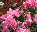 Роза Centenaire de Lourdes Rose (Сантенэр де Лурд розовая) — фото 2