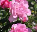 Роза Centenaire de Lourdes Rose (Сантенэр де Лурд розовая) — фото 3