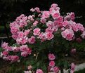 Роза Centenaire de Lourdes Rose (Сантенэр де Лурд розовая) — фото 4