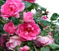 Роза Centenaire de Lourdes Rose (Сантенэр де Лурд розовая) — фото 5
