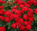 Роза Centenaire De Lourdes Rouge (Сантенэр де Лурд красная) — фото 2