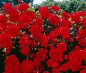 Роза Centenaire De Lourdes Rouge (Сантенэр де Лурд красная) — фото 3