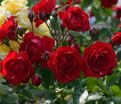 Роза Centenaire De Lourdes Rouge (Сантенэр де Лурд красная) — фото 4