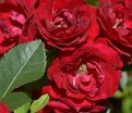 Роза Coeurs de Vendee (Кёр де Ванде) — фото 4