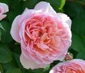 Роза Dame de Chenonceau (Дам де Шенонсо) — фото 7