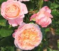 Роза Domaine de Chantilly (Домен де Шантийи) — фото 3