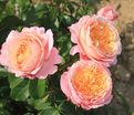 Роза Domaine de Chantilly (Домен де Шантийи) — фото 4