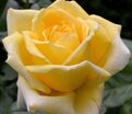 Роза Epidor (Эпидор) — фото 2
