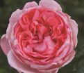 Роза Fragonard (Фрагонар) — фото 2