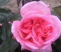 Роза Fragonard (Фрагонар) — фото 3