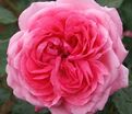 Роза La Rose de Molinard (Ля Роз де Молинар) — фото 4
