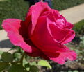 Роза La Rose des 4 Vents (Ля Роз Де Кятр Ван) — фото 2