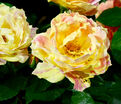 Роза Paul Cezanne (Поль Сезан) — фото 2