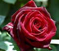 Роза Perle Noire (Перл Нуар) — фото 2