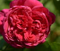 Роза Republique de Montmartre (Републик дэ Монмартр) — фото 2