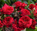 Роза Republique de Montmartre (Републик дэ Монмартр) — фото 3