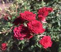 Роза Rose Cascade (Роз Каскад) — фото 2