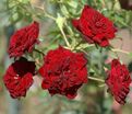 Роза Rose Cascade (Роз Каскад) — фото 4