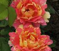 Роза Rose des Cisterciens (Роз де Систерсьян) — фото 2