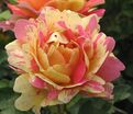 Роза Rose des Cisterciens (Роз де Систерсьян) — фото 3