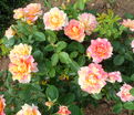 Роза Rose des Cisterciens (Роз де Систерсьян) — фото 5