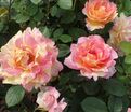 Роза Rose des Cisterciens (Роз де Систерсьян) — фото 6