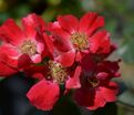 Роза Rouge Cascade (Rouge Cascade) — фото 2