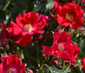 Роза Rouge Cascade (Rouge Cascade) — фото 3