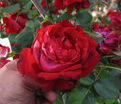 Роза Salammbo (Роза Саламмбо) — фото 3