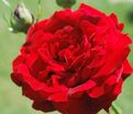 Роза Salammbo (Роза Саламмбо) — фото 4