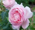 Роза Souvenir de Louis Amade (Сувенир де Луи Амад) — фото 3