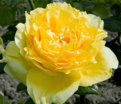 Роза Souvenir de Marcel Proust (Сувенир де Марсель Пруст) — фото 3
