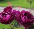 Роза Mysterieuse (Мистерьёз) — фото 4