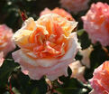 Роза Terre de Feu (Тэр де Фё) — фото 2