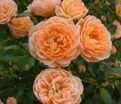 Роза Coral Sweet Dream (Корал Свит Дрим) — фото 6