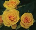 Роза Flower Power Gold (Флауэр Пауэр Голд) — фото 2