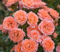 Роза Flower Power (Флауэр Пауэр) — фото 3