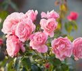 Роза Tickled Pink (Тиклд Пинк) — фото 3