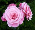Роза Tickled Pink (Тиклд Пинк) — фото 5