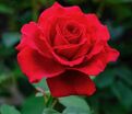 Роза Velvet Fragrance (Вельвет Фрагранс) — фото 3