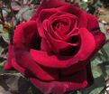Роза Velvet Fragrance (Вельвет Фрагранс) — фото 4